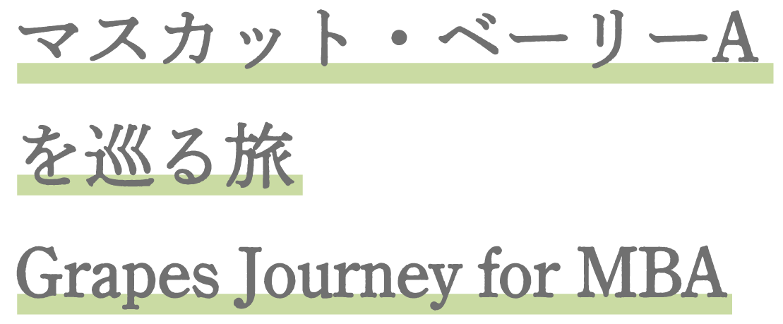 マスカット・ベーリーAを巡る旅 Grapes Journey for MBA