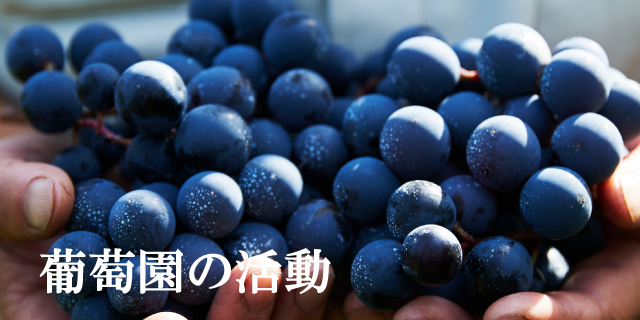 葡萄園の活動
