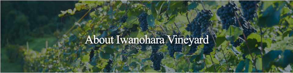 About Iwanohara Vineyard