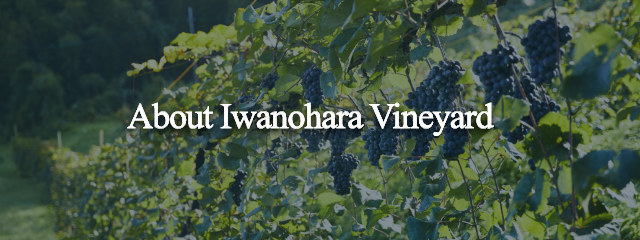 About Iwanohara Vineyard