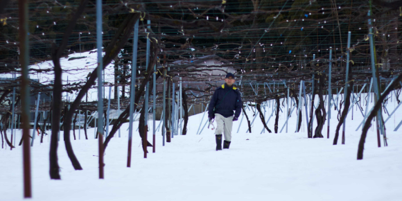 雪が積もった葡萄園