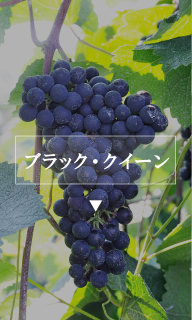ブラック・クイーン