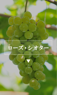 ローズ・シオター