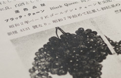 ブラック・クイーン解説論文の一部