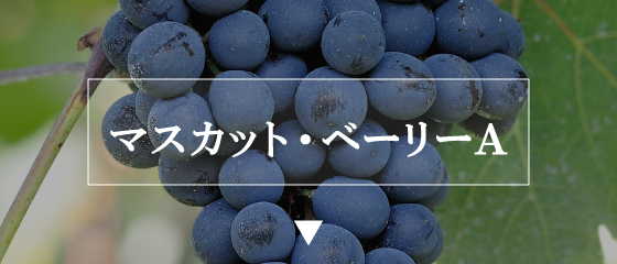 マスカット・ベーリーA