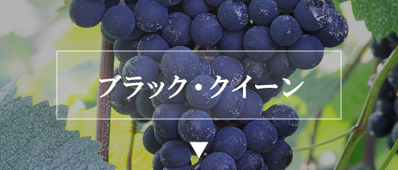 ブラック・クイーン
