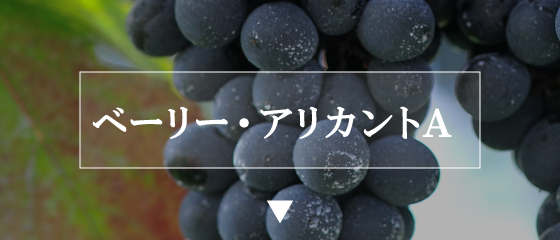 ベーリー・アリカントA