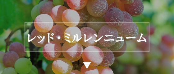 レッド・ミルレンニューム