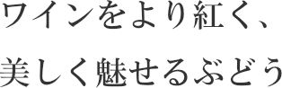 ワインをより紅く、美しく魅せるぶどう