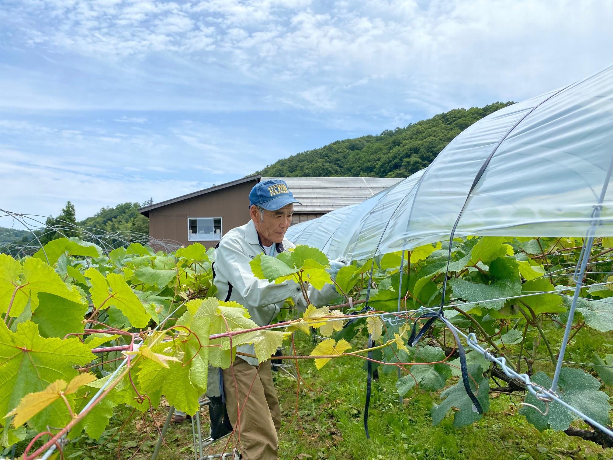 岩の原のまいにち 岩の原葡萄園 岩の原のまいにち 岩の原葡萄園
