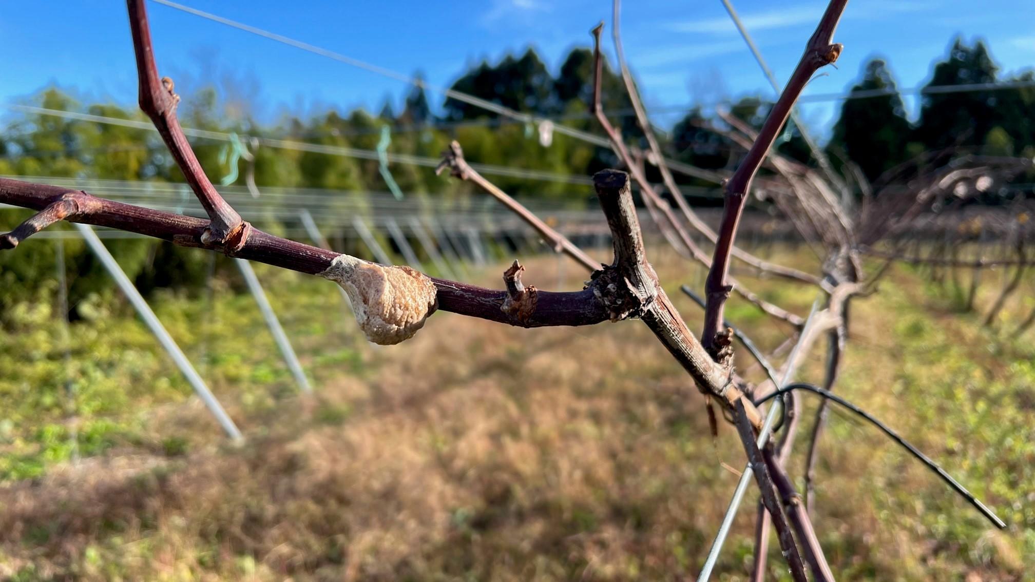 引き渡し者決定）来シーズン以降用薪（枝の部分、昨年の秋伐採、未乾燥）