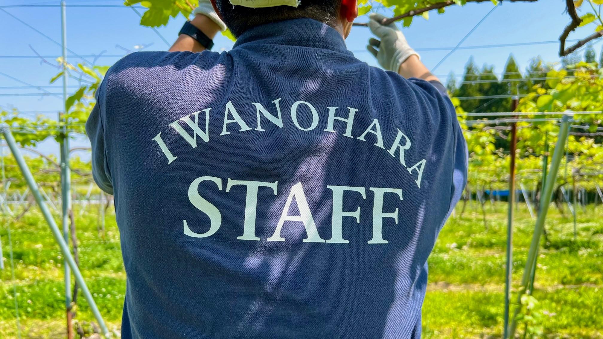 新商品 未使用 バラ 熟成原液 入浴剤 限定商品 自然の原料 とにかく