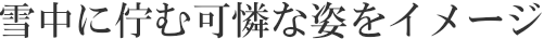 雪中に佇む可憐な姿をイメージ