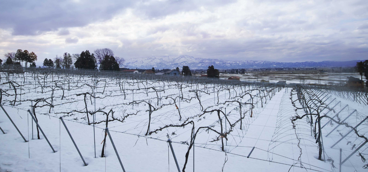 雪で積もっている葡萄園